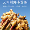 云南小黄姜 现挖现发高山小黄姜，肉质紧实，姜丝密集，鲜香辛辣，厨房必备！ 商品缩略图0