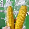 【武汉.汉南】汉南熟奶香糯玉米+熟甜玉米2-2.25公斤（熟奶糯5支+熟甜玉米5支，真空装） 商品缩略图2