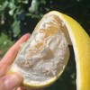黄金葡萄柚福建4.5-5斤8-8.5斤柚子新鲜当季水果台湾品种西柚整箱包邮 商品缩略图4