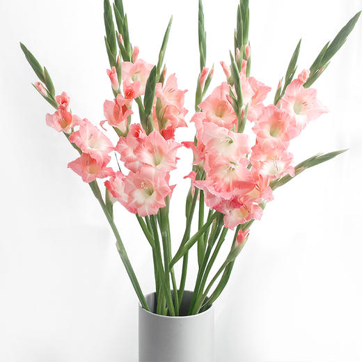 剑兰.粉色 商品图1