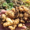 云南小黄姜 现挖现发高山小黄姜，肉质紧实，姜丝密集，鲜香辛辣，厨房必备！ 商品缩略图2