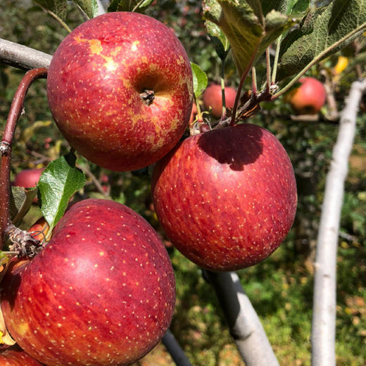 云南丽江玉龙雪山野苹果5斤1215个装