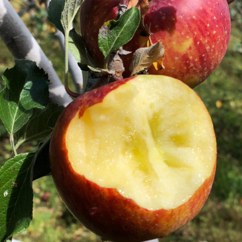 云南丽江玉龙雪山野苹果 5斤(12-15个装)