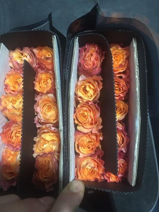 玫瑰·火灵鸟 商品图0