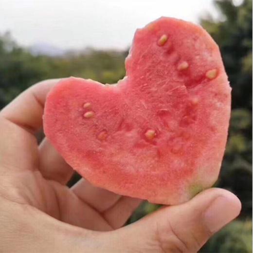 福建红心芭乐，果味清香，果肉细腻，软糯香甜 商品图2