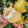 黄金葡萄柚福建4.5-5斤8-8.5斤柚子新鲜当季水果台湾品种西柚整箱包邮 商品缩略图1