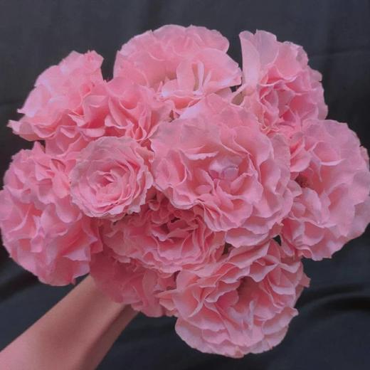 多头玫瑰人鱼公主温柔的爱情