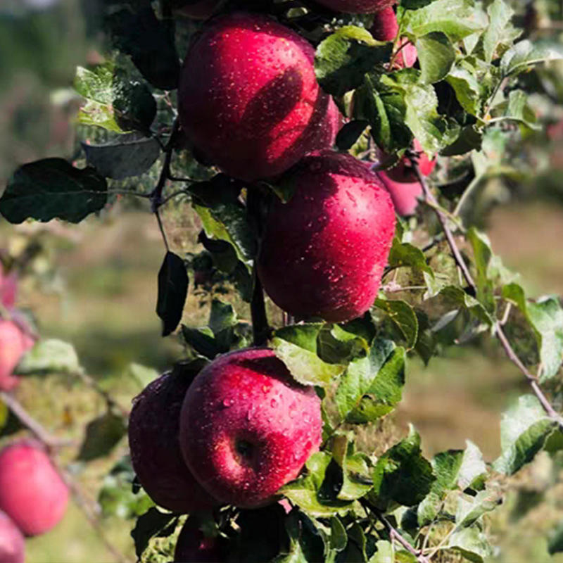 云南丽江玉龙雪山野苹果 5斤(12-15个装)