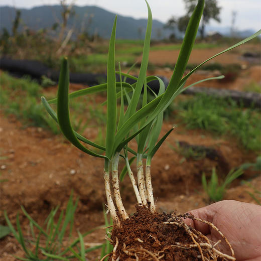 韭菜秧苗1抔