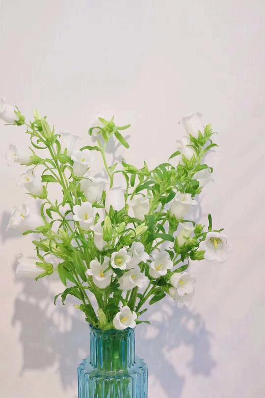 【读本鲜花】风铃花39元/扎中通包邮(下单请备注颜色)