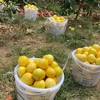 黄金葡萄柚福建4.5-5斤8-8.5斤柚子新鲜当季水果台湾品种西柚整箱包邮 商品缩略图5