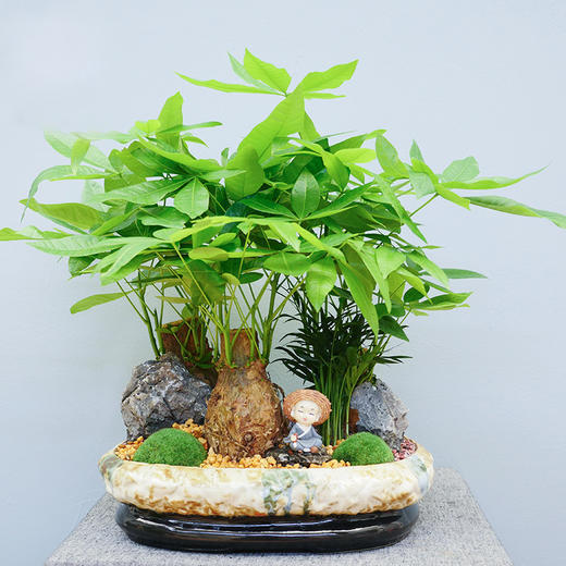 罗汉松金钱树发财树如意皇后富贵竹组合盆栽室内花客厅送朋友长辈领导