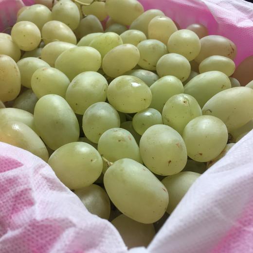 新疆木纳格葡萄