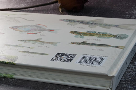 中国原生鱼水彩绘