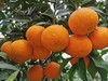【特别推荐】爱媛38号果冻橙8斤/10斤  皮薄肉厚 果肉细腻 酸甜多汁 可以吸的果冻橙 商品缩略图1