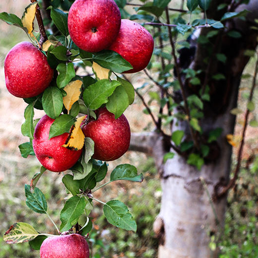 云南丽江玉龙雪山野苹果5斤1215个装