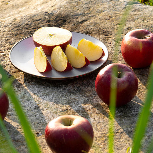 云南丽江玉龙雪山野苹果5斤1215个装