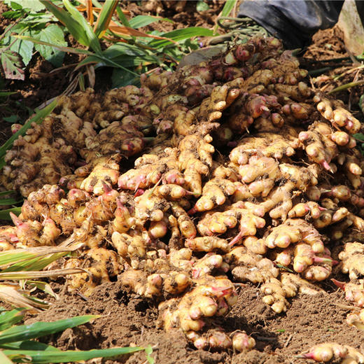 云南小黄姜 现挖现发高山小黄姜，肉质紧实，姜丝密集，鲜香辛辣，厨房必备！ 商品图4