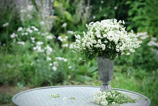 重瓣洋甘菊【山野万里，你是我藏在微风中的欢喜】简小姐精选 INS新晋网红 清新治愈系洋甘菊PLUS版 重瓣洋甘菊1束 2束包邮  24小时发货 商品图7