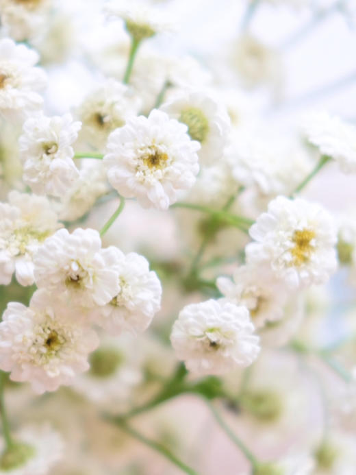 重瓣洋甘菊【山野万里，你是我藏在微风中的欢喜】简小姐精选 INS新晋网红 清新治愈系洋甘菊PLUS版 重瓣洋甘菊1束 2束包邮  24小时发货 商品图5