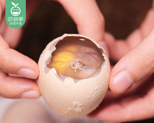 漳州土鸡胎蛋/1盒（10枚） 商品图4