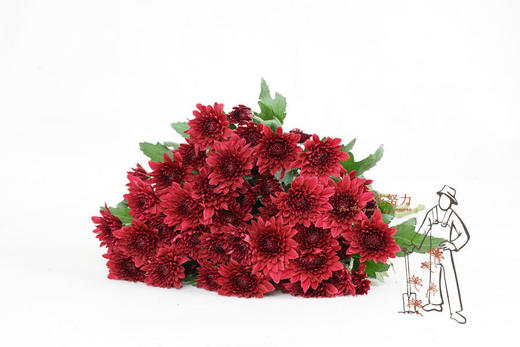 小菊·红丹特 商品图0