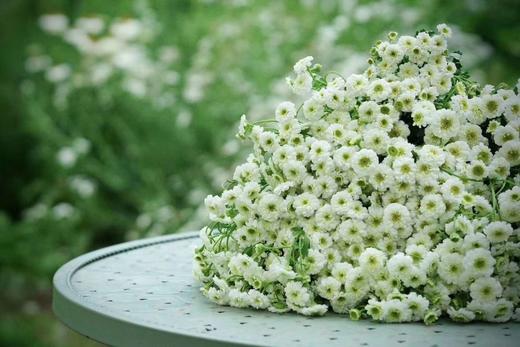 重瓣洋甘菊【山野万里，你是我藏在微风中的欢喜】简小姐精选 INS新晋网红 清新治愈系洋甘菊PLUS版 重瓣洋甘菊1束 2束包邮  24小时发货 商品图6