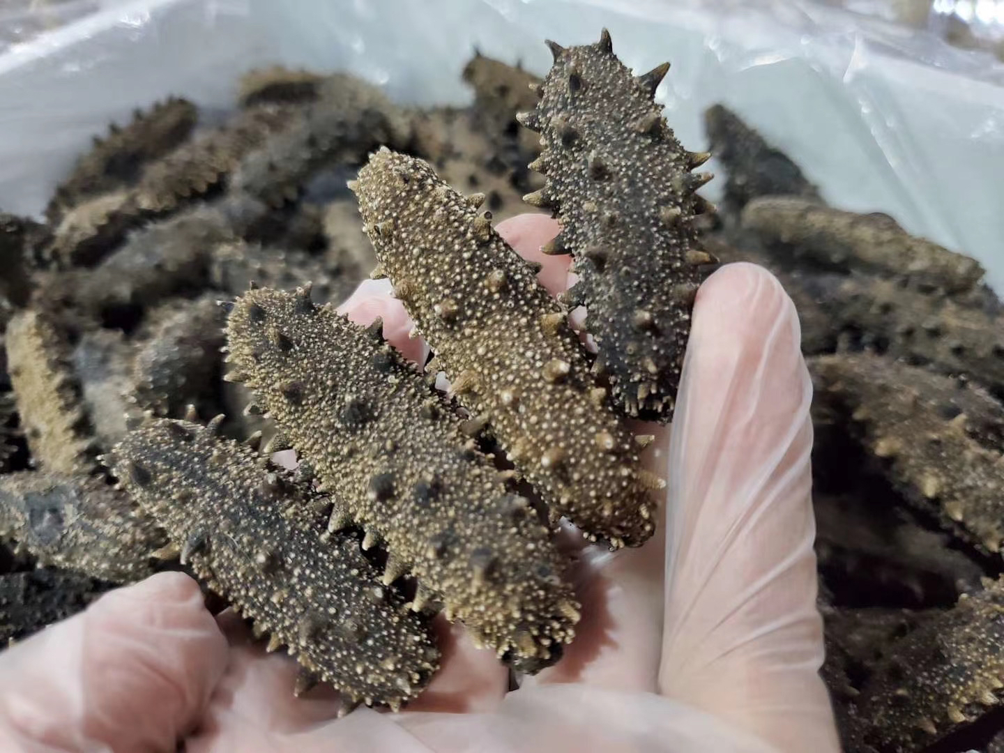 大连高刺海参 性价比款 250g 30头