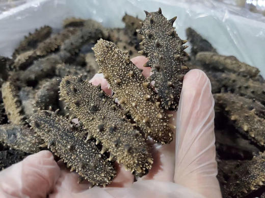 大连高刺海参 性价比款 250g 30头 商品图0