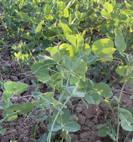 露天豌豆头 250g