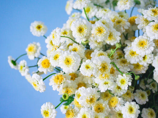 重瓣洋甘菊【山野万里，你是我藏在微风中的欢喜】简小姐精选 INS新晋网红 清新治愈系洋甘菊PLUS版 重瓣洋甘菊1束 2束包邮  24小时发货 商品图9