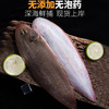 【野生】东海玉秃鱼 商品缩略图1