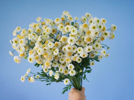 重瓣洋甘菊【山野万里，你是我藏在微风中的欢喜】简小姐精选 INS新晋网红 清新治愈系洋甘菊PLUS版 重瓣洋甘菊1束 2束包邮  24小时发货 商品图8