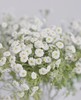 重瓣洋甘菊【山野万里，你是我藏在微风中的欢喜】简小姐精选 INS新晋网红 清新治愈系洋甘菊PLUS版 重瓣洋甘菊1束 2束包邮  24小时发货 商品缩略图2