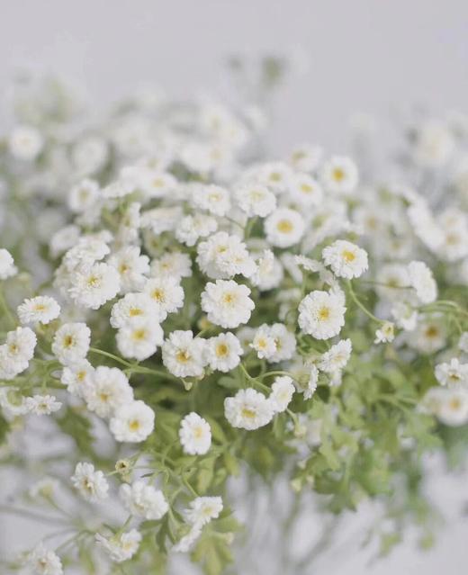 重瓣洋甘菊【山野万里，你是我藏在微风中的欢喜】简小姐精选 INS新晋网红 清新治愈系洋甘菊PLUS版 重瓣洋甘菊1束 2束包邮  24小时发货 商品图2