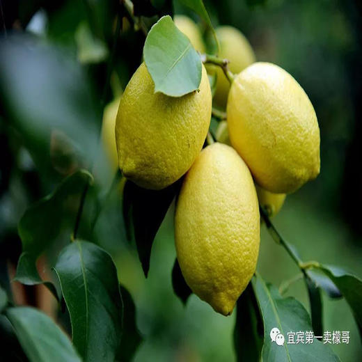 新鲜柠檬鲜果 商品图0