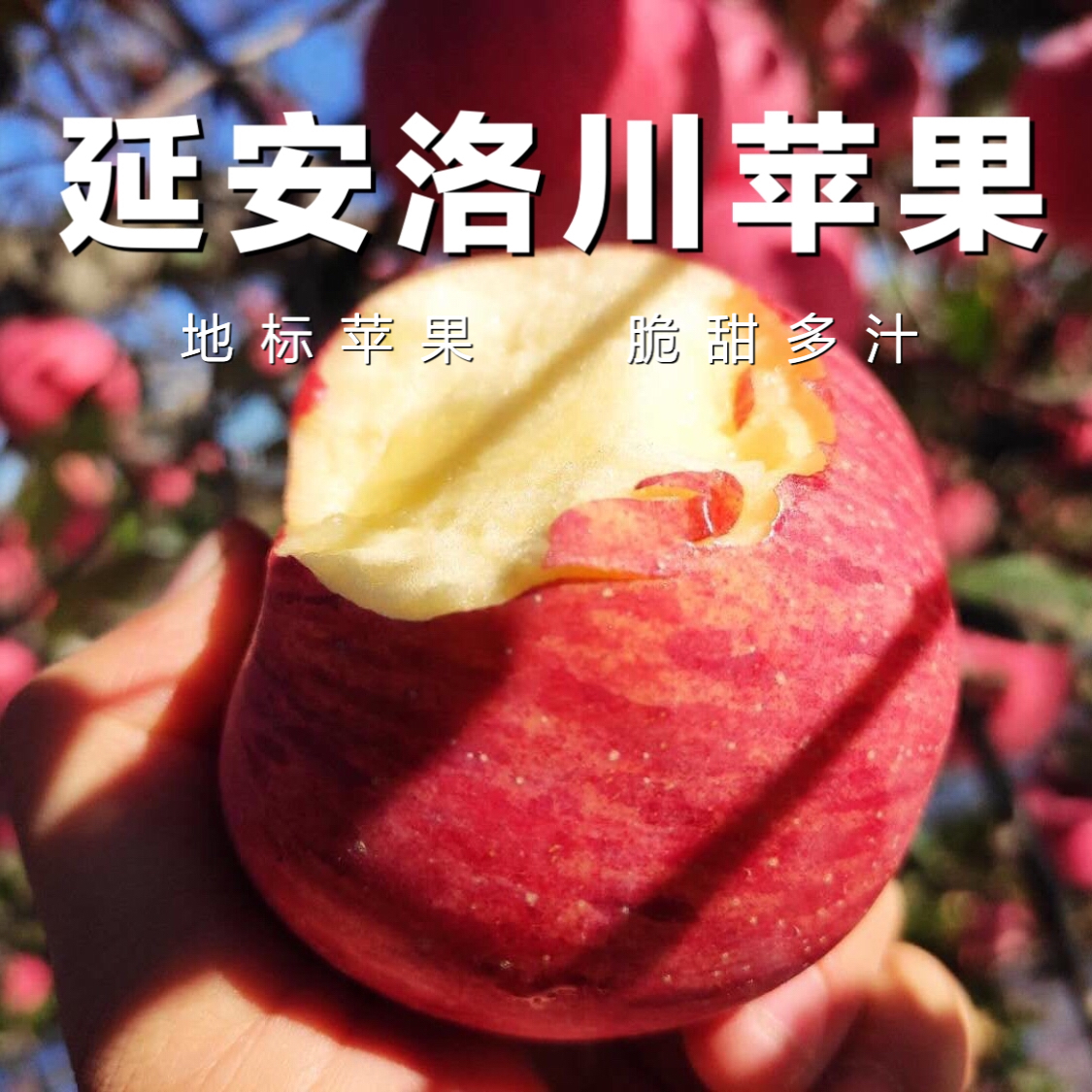 陕西洛川红富士苹果8-8.5斤装当季新鲜水果应季现摘苹果整箱包邮