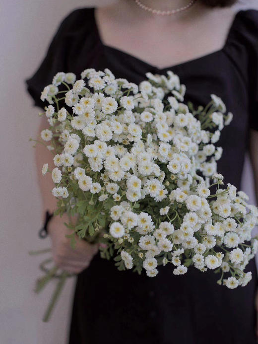 重瓣洋甘菊【山野万里，你是我藏在微风中的欢喜】简小姐精选 INS新晋网红 清新治愈系洋甘菊PLUS版 重瓣洋甘菊1束 2束包邮  24小时发货 商品图1