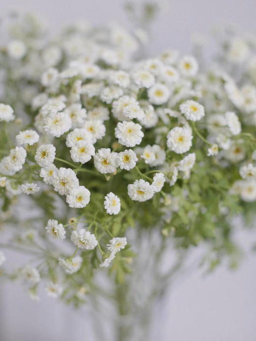 重瓣洋甘菊【山野万里，你是我藏在微风中的欢喜】简小姐精选 INS新晋网红 清新治愈系洋甘菊PLUS版 重瓣洋甘菊1束 2束包邮  24小时发货 商品图4