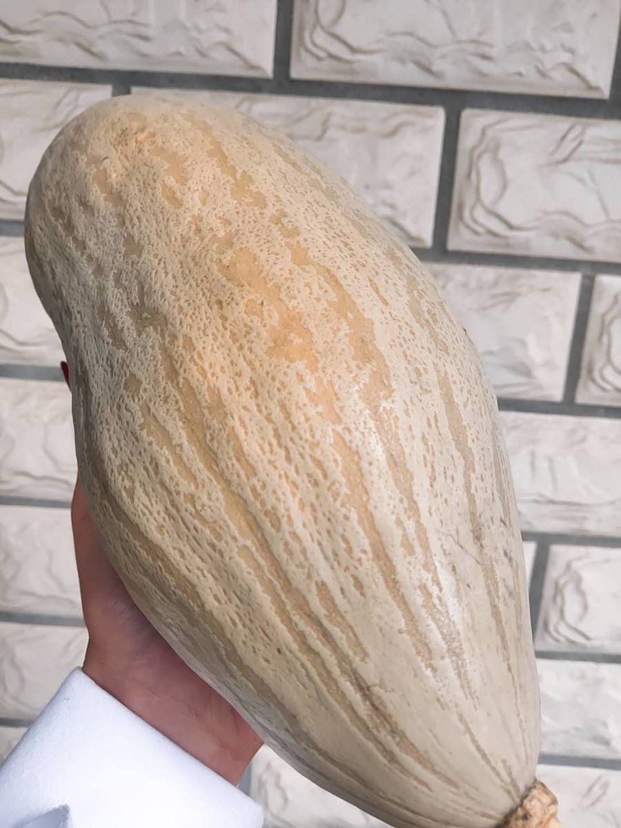 新疆金丝栗贵族南瓜 ,皮薄肉厚,甜糯细腻 栗味清香 营养丰富 金丝栗"
