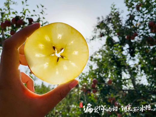 新疆阿克苏小甜心冰糖心苹果 9斤尊享礼盒12果90mm以上 商品图0
