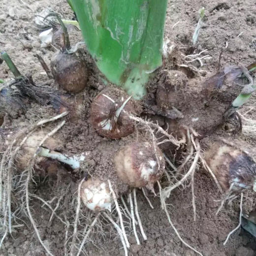 【山东牛奶小芋头】软糯香浓 肉质细白饱满4.5斤 商品图5