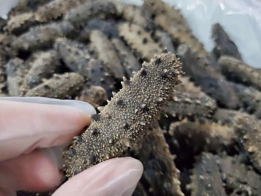 大连高刺海参 性价比款 250g 30头 商品图1
