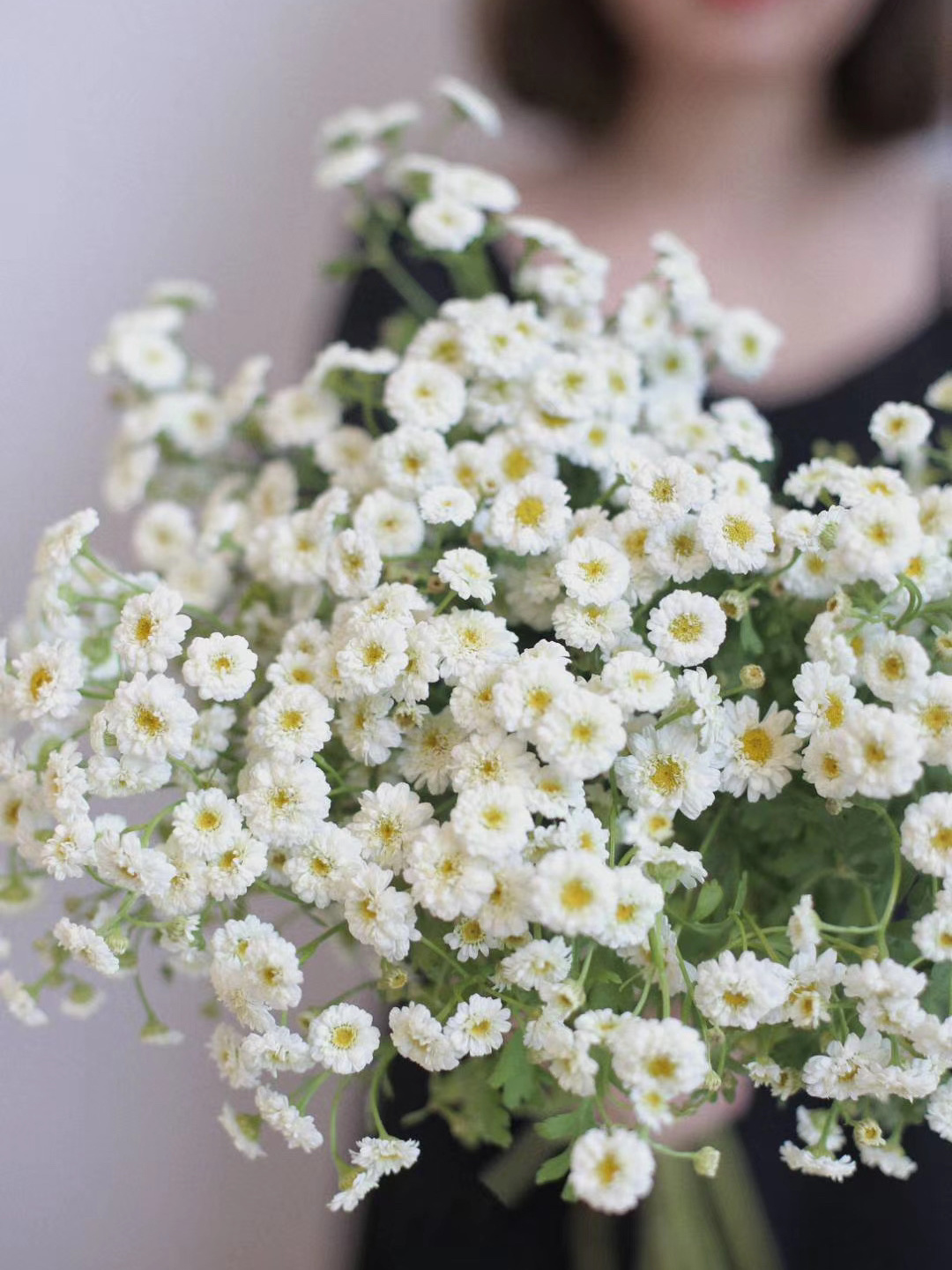 重瓣洋甘菊【山野万里，你是我藏在微风中的欢喜】简小姐精选 INS新晋网红 清新治愈系洋甘菊PLUS版 重瓣洋甘菊1束 2束包邮  24小时发货