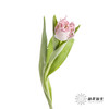 荷兰花材 | 粉色毛边郁金香 Neglige 商品缩略图3