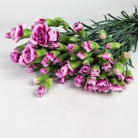 多头康乃馨·时尚太子