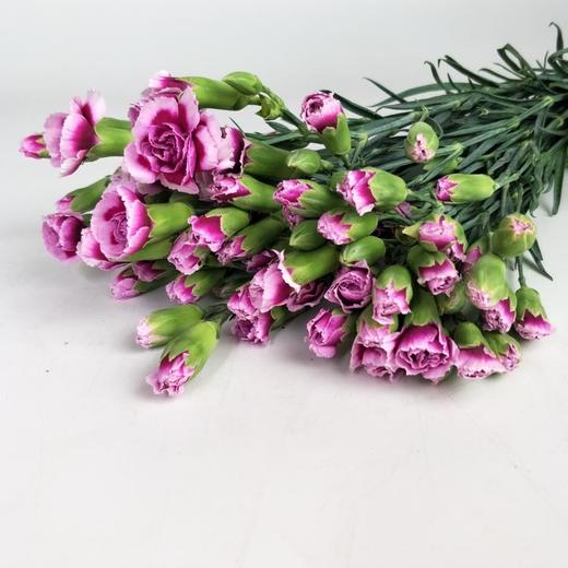 多头康乃馨时尚太子