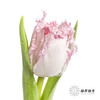 荷兰花材 | 粉色毛边郁金香 Neglige 商品缩略图1