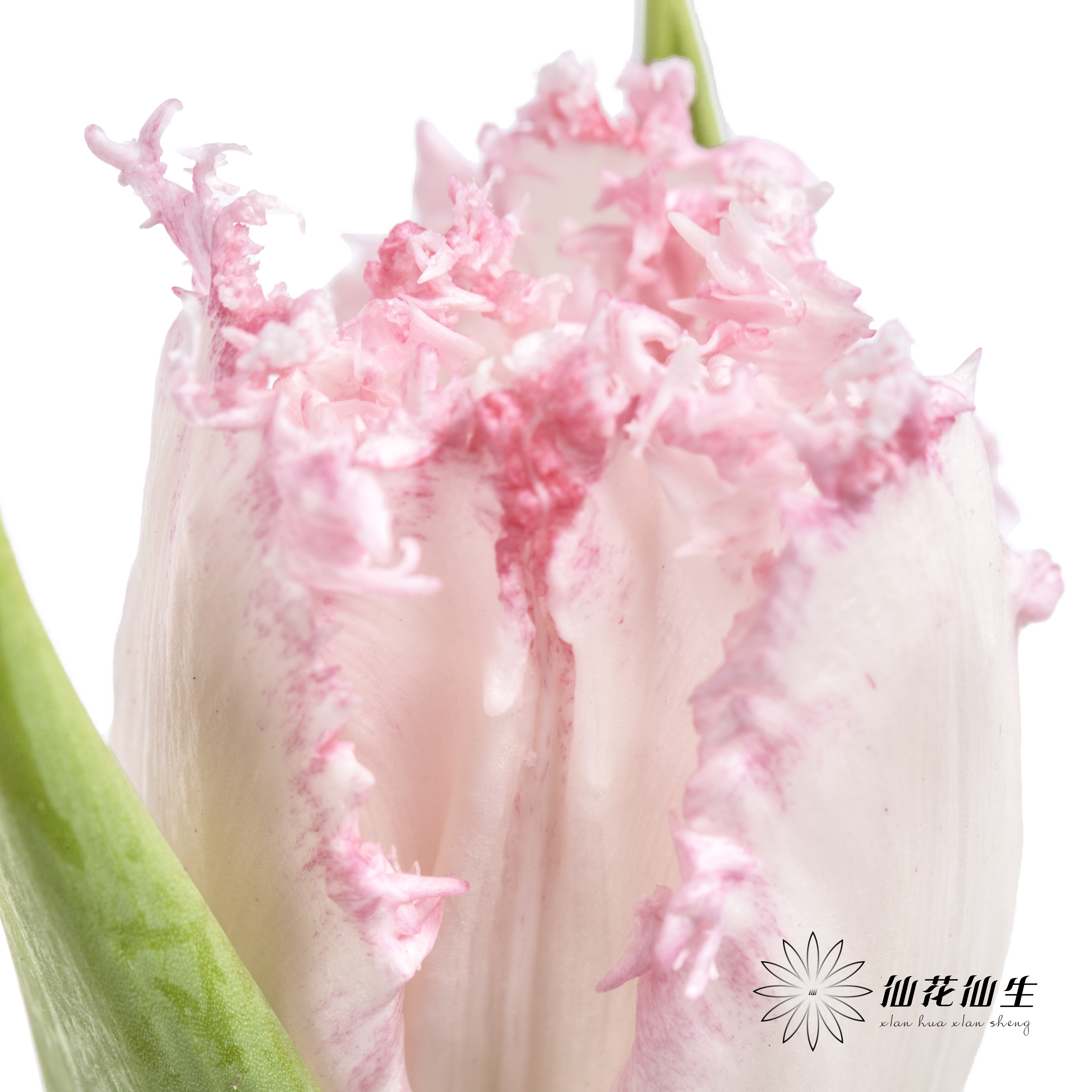 荷兰花材 | 粉色毛边郁金香 Neglige