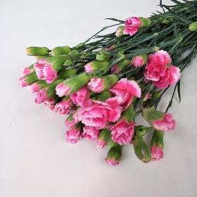 多头康乃馨·太子